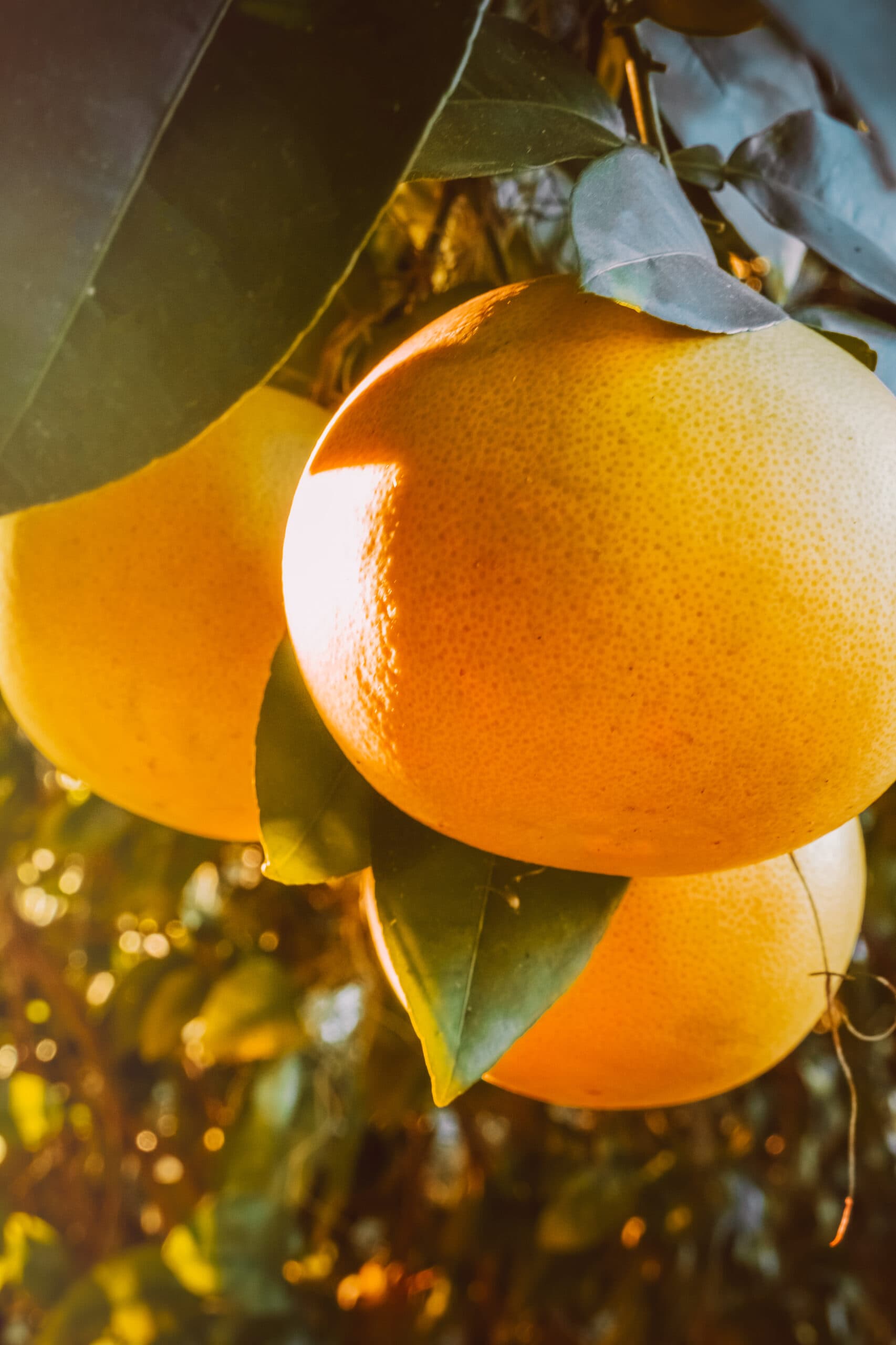 Discovery Mountain image