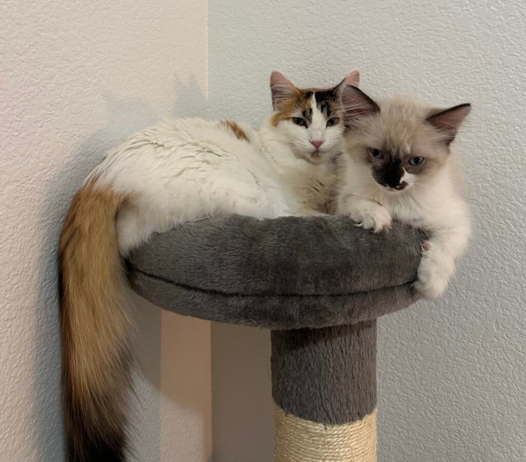 Discovery Mountain image