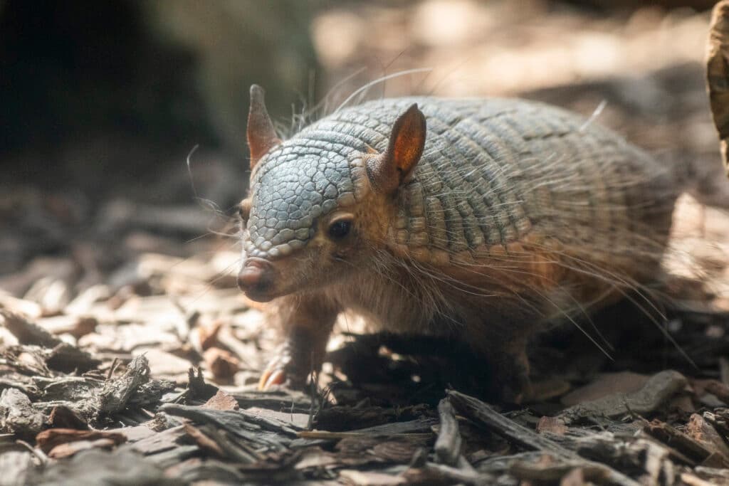 Discovery Mountain image